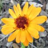 Calendula officinalis